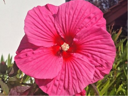 Americk� velkokv�t� ibi�ek PINK CHOCOLATE - syt� r��ov�