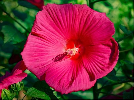 Americk� velkokv�t� ibi�ek PINK DRAGON - r��ovofialov�