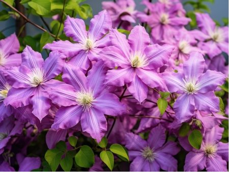 Clematis CHANGE OF HEART - r��ov�, C 1,6 l
