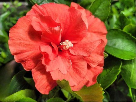 Ibi�ek pokojov� HibisQs� ADONICUS DOUBLE ORANGE - oran�ov�, polopln�
