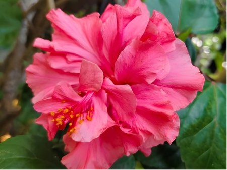 Ibi�ek pokojov� HibisQs� ADONICUS DOUBLE PINK - r��ov�, polopln�