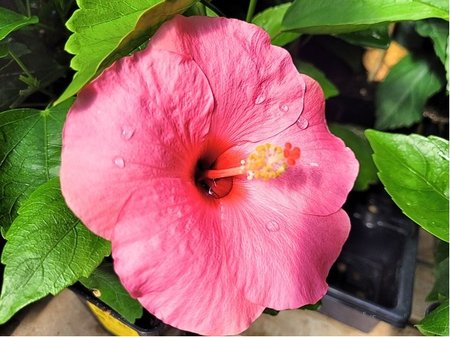 Ibi�ek pokojov� HibisQs� ADONICUS PINK - r��ov�