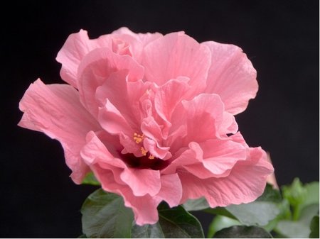 Ibi�ek pokojov� HibisQs� ADONICUS DOUBLE ROSA - sv. r��ov�, polopln�