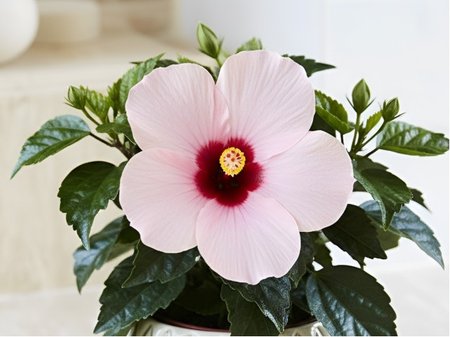 Ibi�ek pokojov� HibisQs� ADONICUS ROSA - sv. r��ov�