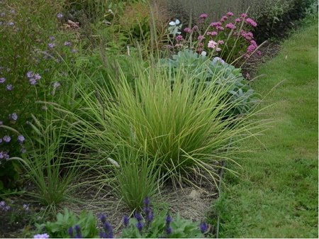 P�chava podzimn� - Sesleria autumnalis