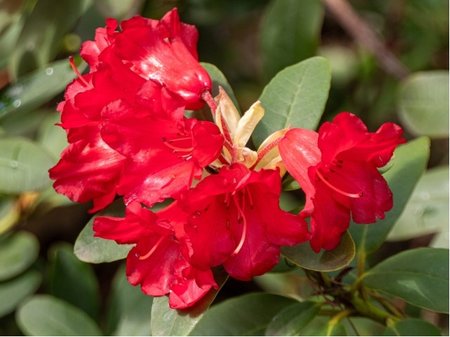 Rhododendron SCARLET WONDER - �erven�, C 3 l