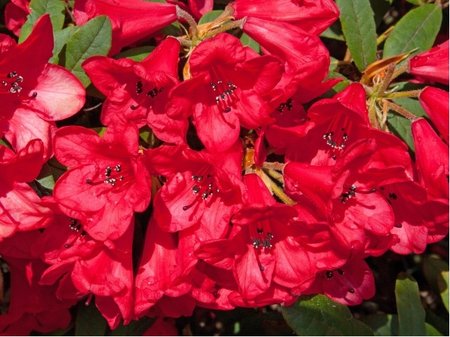 Rhododendron BENGAL - purpurov� �erven�, C 3 l
