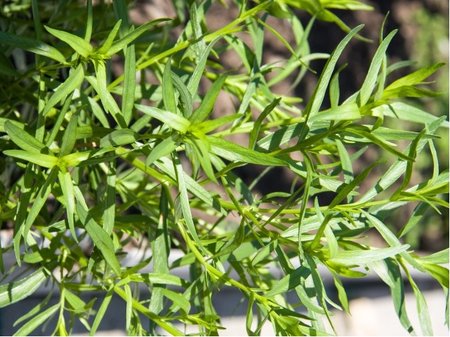 Estragon - Artemisia drancunculus VIENCO�