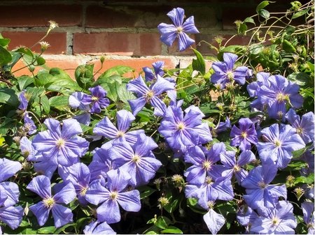 Clematis MRS. CHOLMONDELEY - sv�tle modr�
