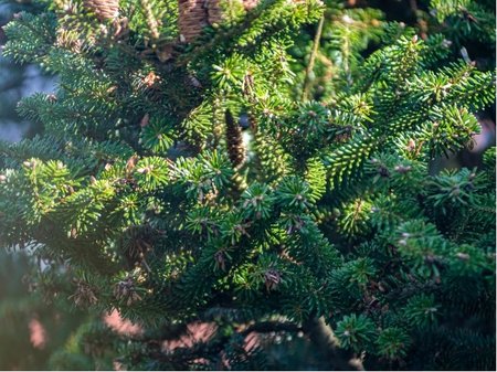 Jedle korejsk� - Abies koreana, C 5 l