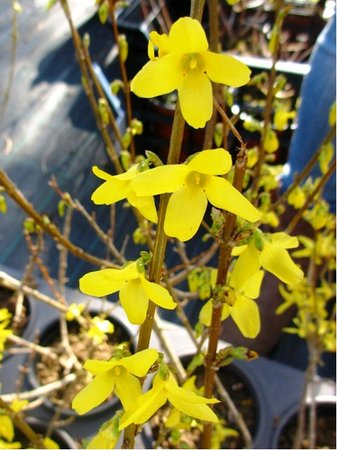 Zlatice prost�edn� - Forsythia intermedia WEEK END, C 1 l