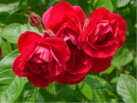 R��e Kordes BLACK FOREST ROSE� - polyantka, �erven�, C 2 l