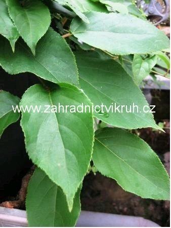 Kiwi velkoplod� HAYWARD - samice, C 7,5 l