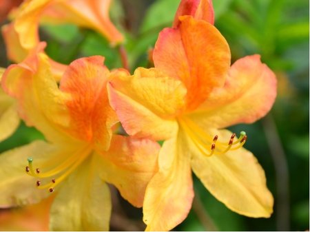 Azalka velkokv�t� GOLDEN FLARE - oran�ovo�lut�, C 2 l