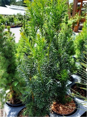 Tis prost�edn� - Taxus media HICKSII, C 2 l