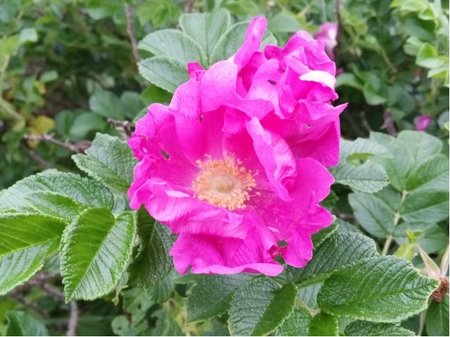 R��e plodov� - Rosa rugosa x Rosa pomifera