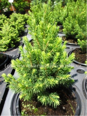 Smrk siv� - Picea glauca RAINBOW�S END, C 2 l