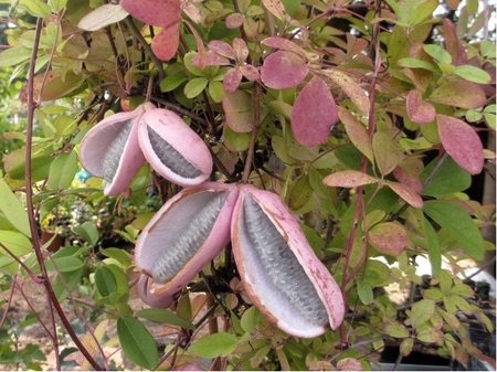 Ak�bie p�ti�etn� - Akebia quinata