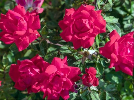 R��e Kordes PINK FOREST ROSE� - polyantka, syt� r��ov� C 2 l