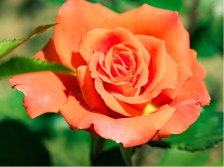 R��e DORIS TYSTERMAN - velkokv�t�, oran�ov�, C 2 l