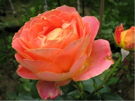 R��e Kordes SOMMERSONNE� - polyantka, oran�ovor��ov�,zespodu �lut�,C2l