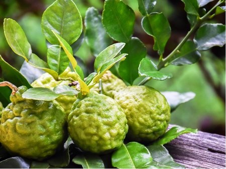 Limetka - Tahiti lime v kv�tin��i P15