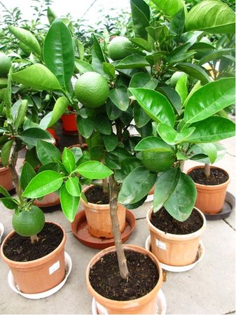 Pomeran�ovn�k ARANCIO v kv�tin��i P16