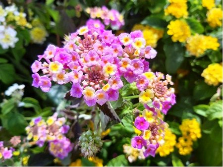 Lantana - r��ovo-�lut�