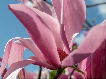 Magnolie HEAVEN SCENT - r��ov�, K19