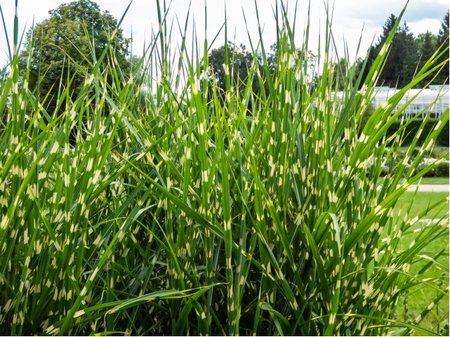 Miscanthus sin. - Ozdobnice ��nsk� ZEBRINUS