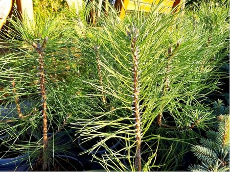 Borovice �ern� - Pinus nigra, C 2 l