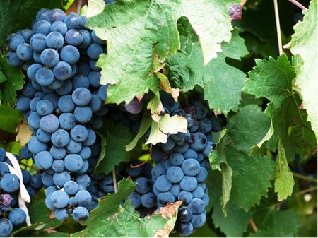 R�va venkovn� MERLOT - modr�