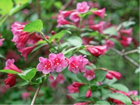 Weigela florida RUMBA - r��ov�, C 1 l