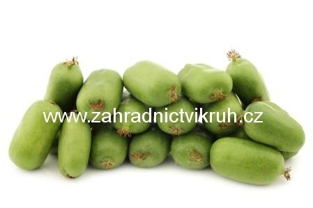 Kiwi arguta VITIKIWI - samospra�n�, C 1,6 l