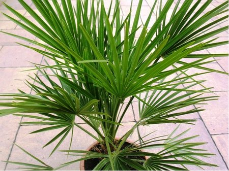 �umara n�zk� - Chamaerops humilis, P19