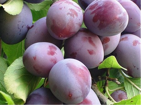�vestka dom�c�