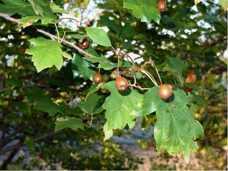Je��b b�ek - Sorbus torminalis, C 2 l