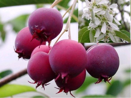Indi�nsk� bor�vka Vicky - Amelanchier Lamarckii Vicky