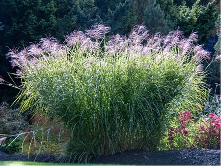Miscanthus sin. - Ozdobnice ��nsk� KRATER