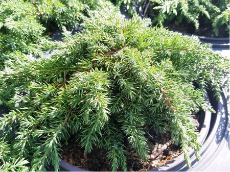 Jalovec obecn� - Juniperus comm. GREEN CARPET