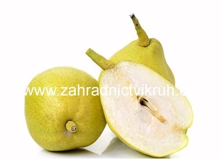 Hru�e� asijsk� EARLY SHU - podno� hr. kavkazsk� v kontejneru