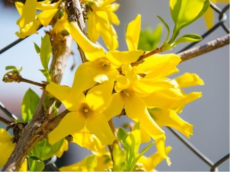 Zlatice prost�edn� - Forsythia interm. GOLDZAUBER