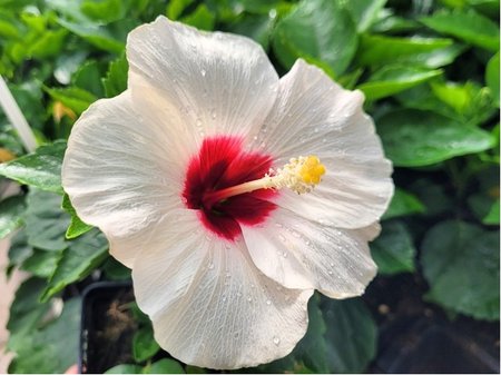 Ibi�ek pokojov� HibisQs� ADONICUS WHITE - b�l� s �erven�m st�edem