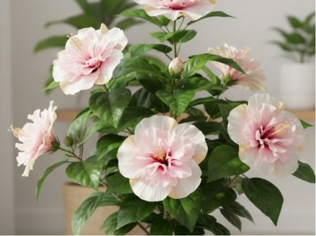 Ibi�ek pokojov� HibisQs�ADONICUS DB. WHITE-b�l� s �. st�edem,polopln�