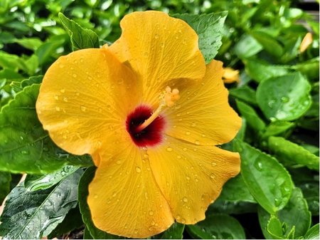 Ibi�ek pokojov� HibisQs� ADONICUS YELLOW - �lut� s �erven�m st�edem