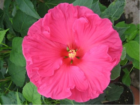 Americk� velkokv�t� ibi�ek JAZBERRY JAM� - tmav� r��ov�