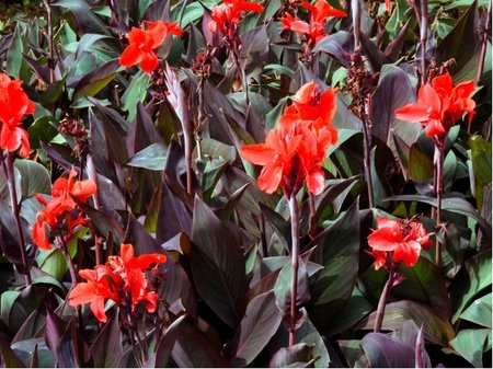 Dosna - Canna Cannova F1 BRONZE SCARLET - �erven�