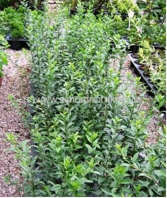 Pta�� zob - ligustrum ovalifolum, C 2 l