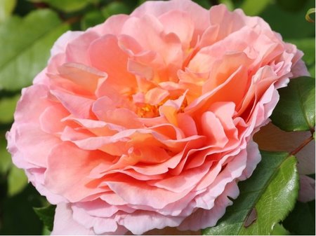 R��e Kordes AMARETTO� - polyantka, r��ovomeru�kov�, C 2 l
