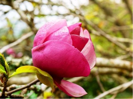Magnolie BLACK TULIP� - purpurov�